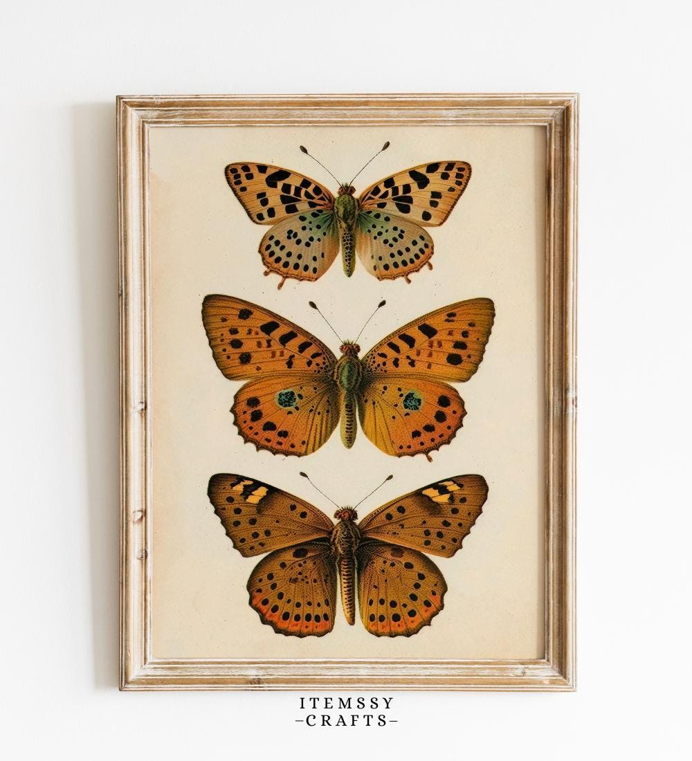 Vintage Butterfly Specimen wall art print